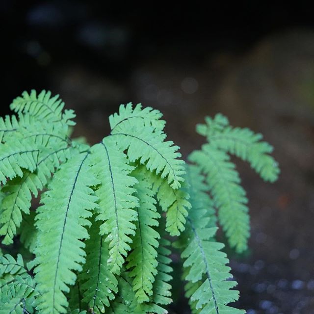 &ldquo;Science asks us to learn about organisms ; traditional knowledge asks us to learn from them&rdquo; &mdash; Robin Wall Kimmerer
.
#ferns #maidenhairfern #listen #natureconnection #robinwallkimmerer #micdrop #dontstudyme