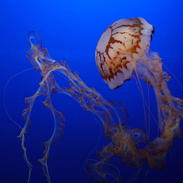 At the Aqueerium. Words not currently available. 🚷 🔥💦#sonya7rii #montereybayaquarium #eros #jellytime