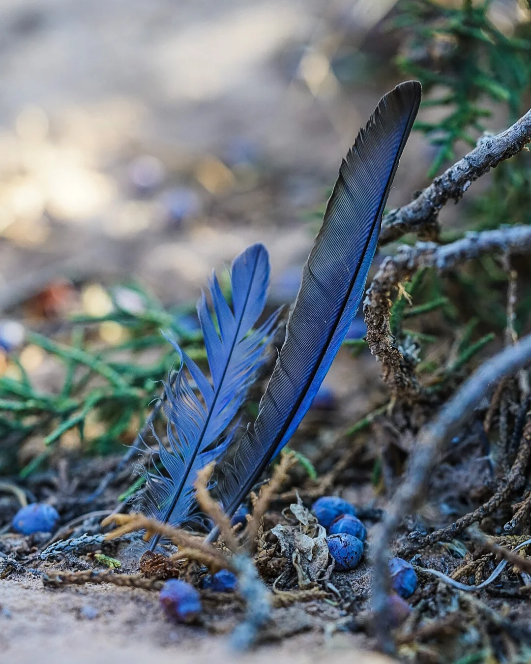 Incorporation within White Supremacy &amp; Settler Colonialism