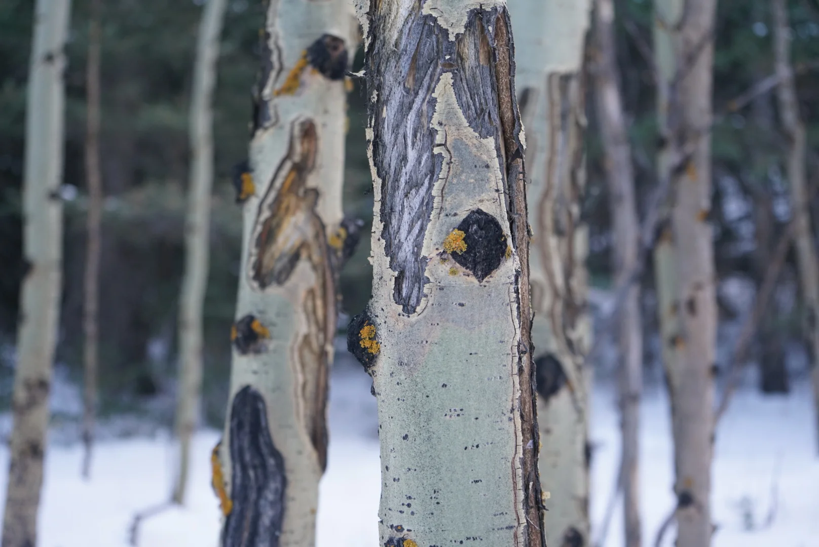 :: On Why Nature-Connection Work Needs to Be Anti-Racist, Epistemological Piracy, and Eco-Fascism ::