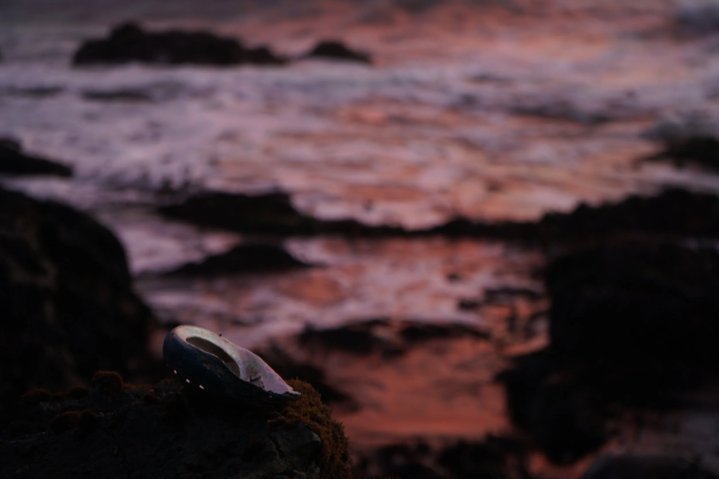 Ecomystics & Dreampunks: (Re)Enchantment at the Confluence of Ecocide & Mytho-Memetic Warfare (Pt 1)