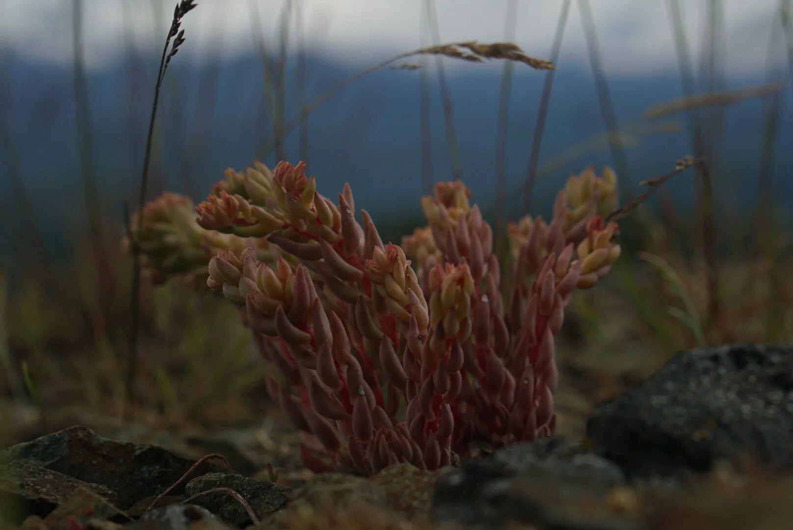 The Vindication of Despair