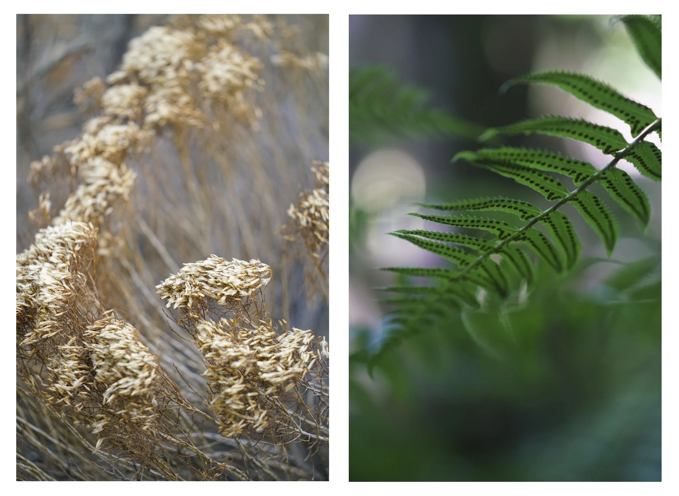 Fern_RabbitBrush_Diptych.jpg