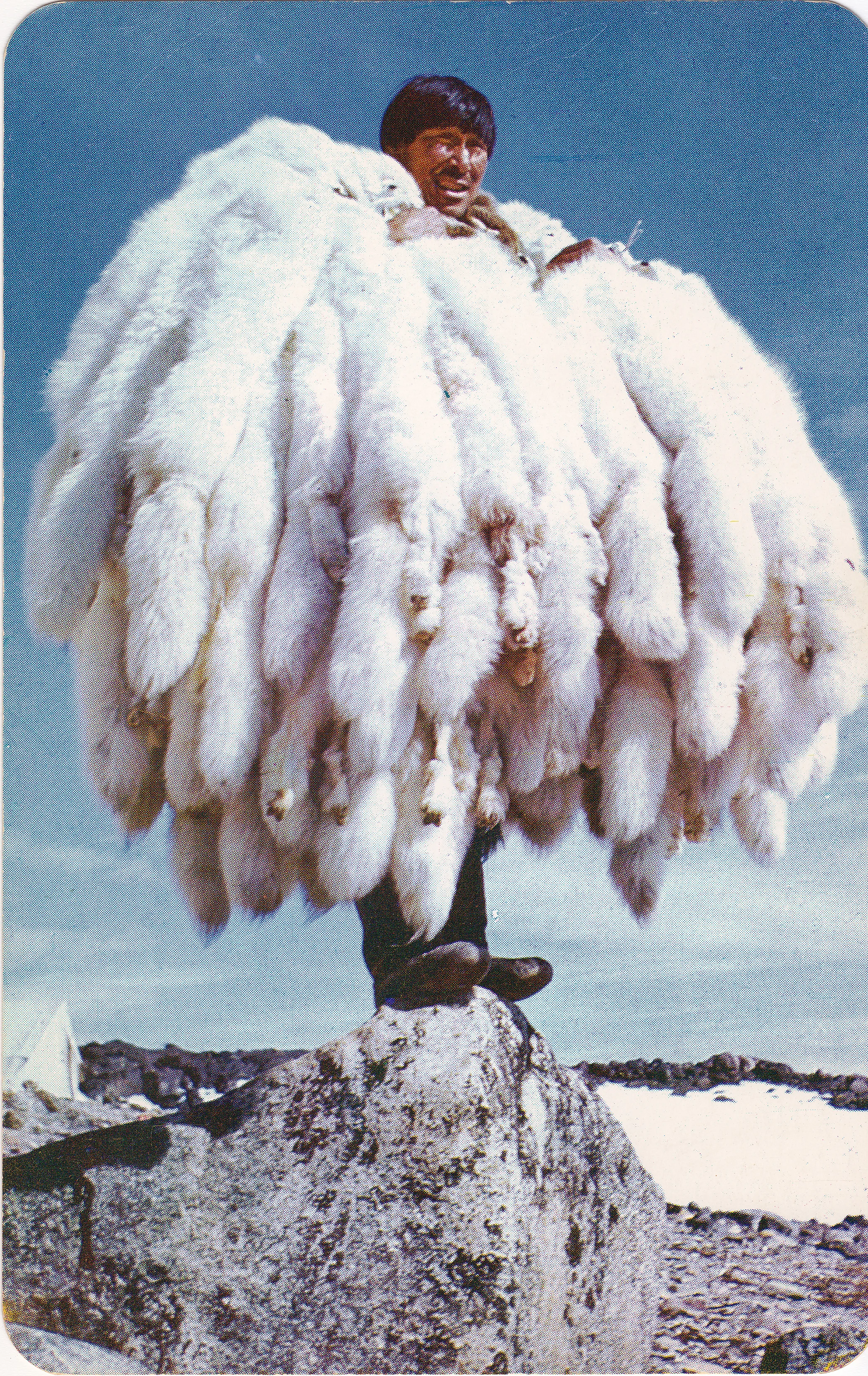 Hudson Bay pelts post card jpg