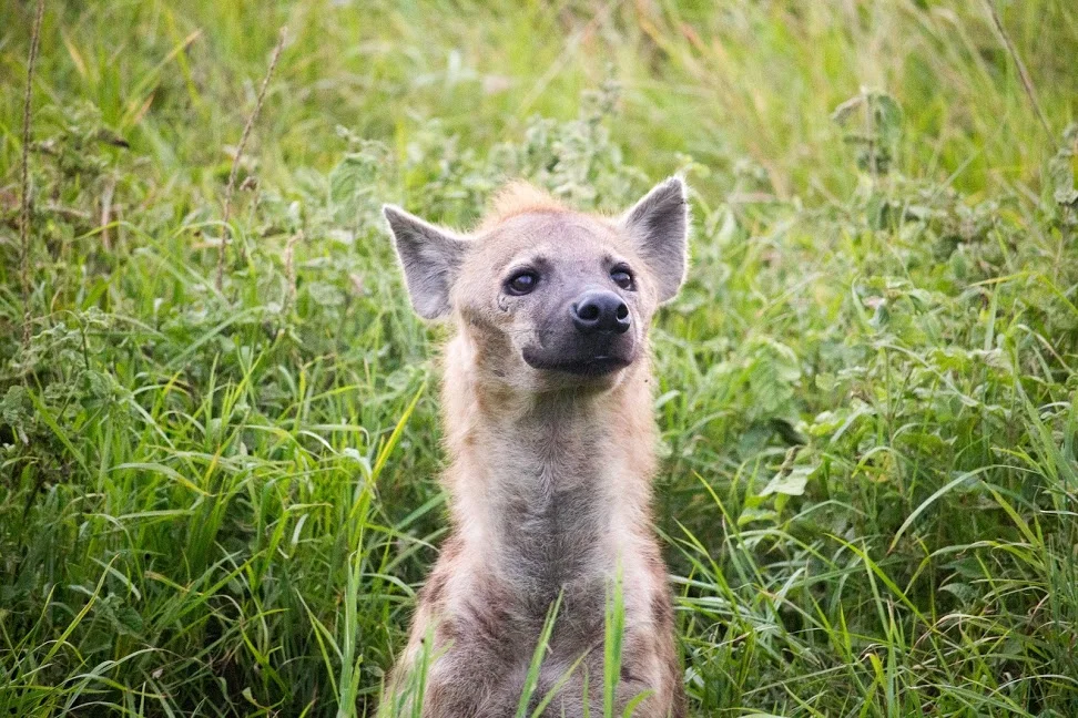 Vår första safari - Tanzania