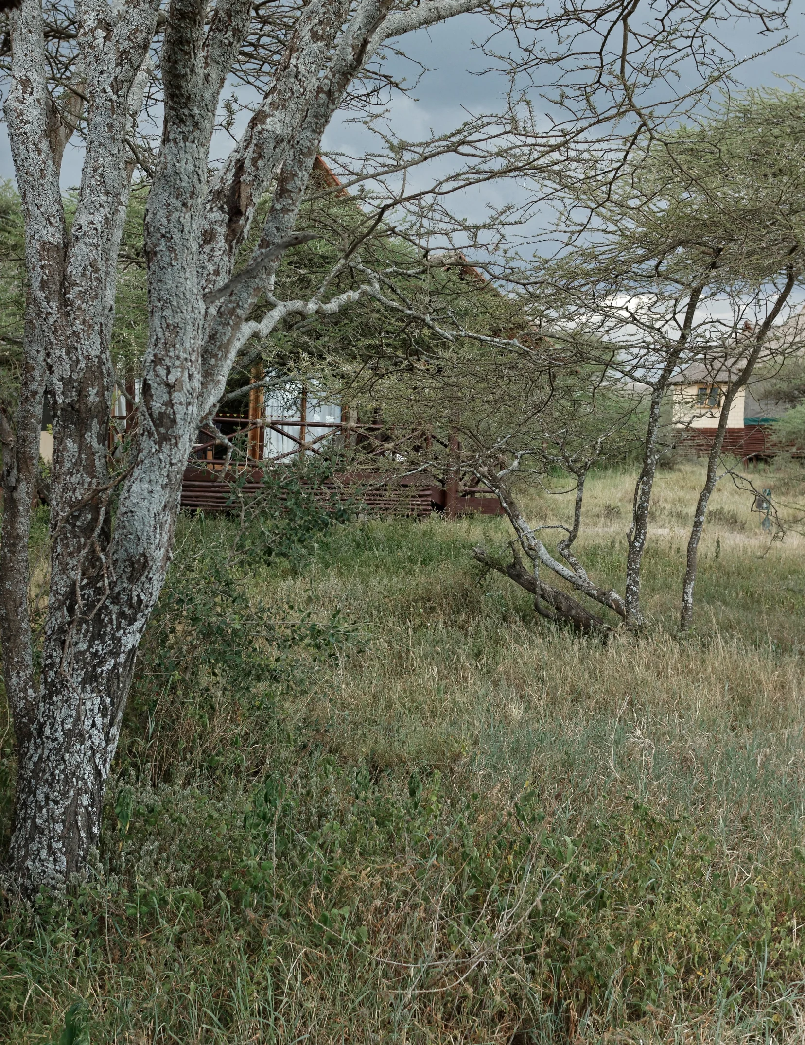 Vårt lilla hus mellan träden i Ndutu