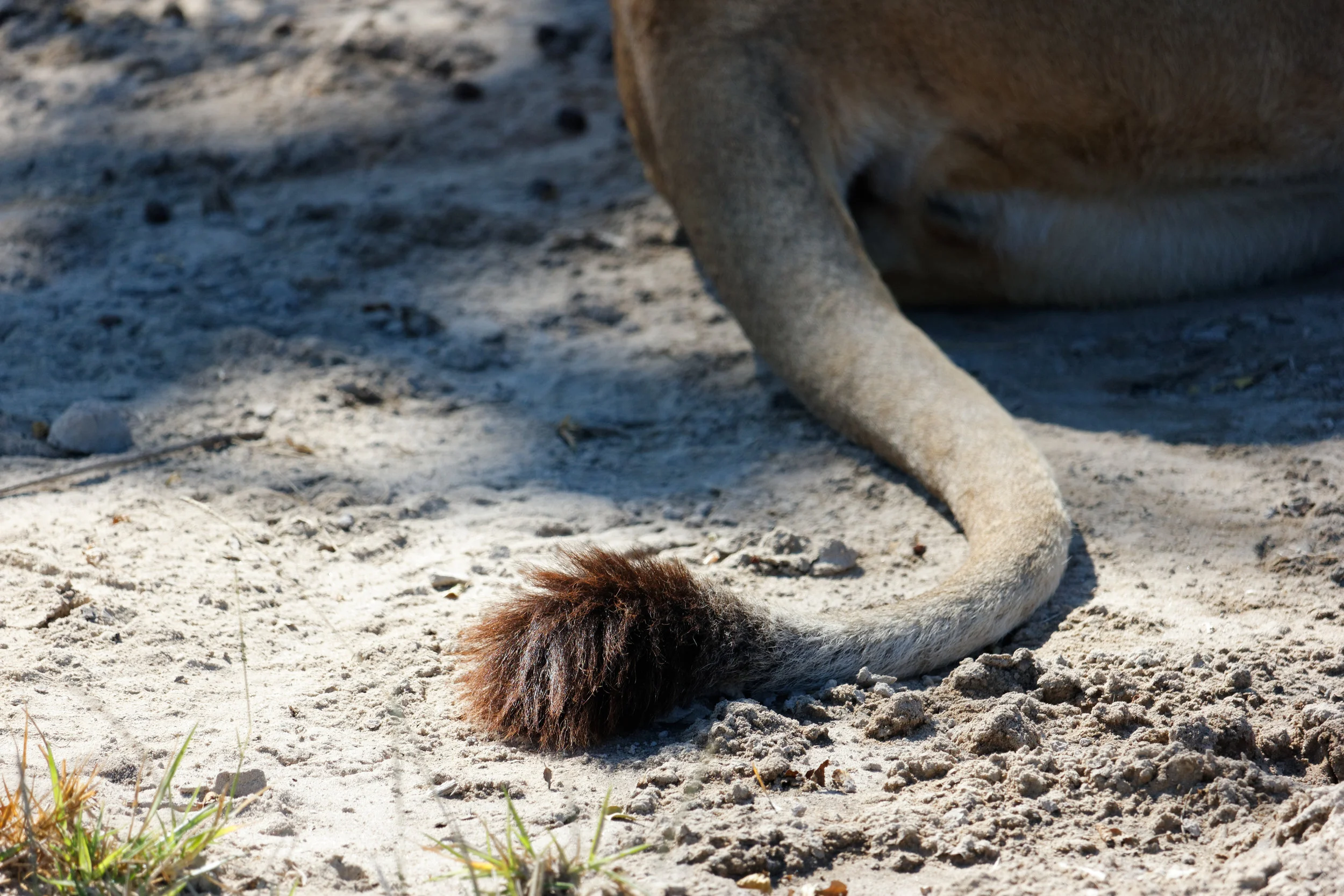 IMG_5321_DxO.jpg