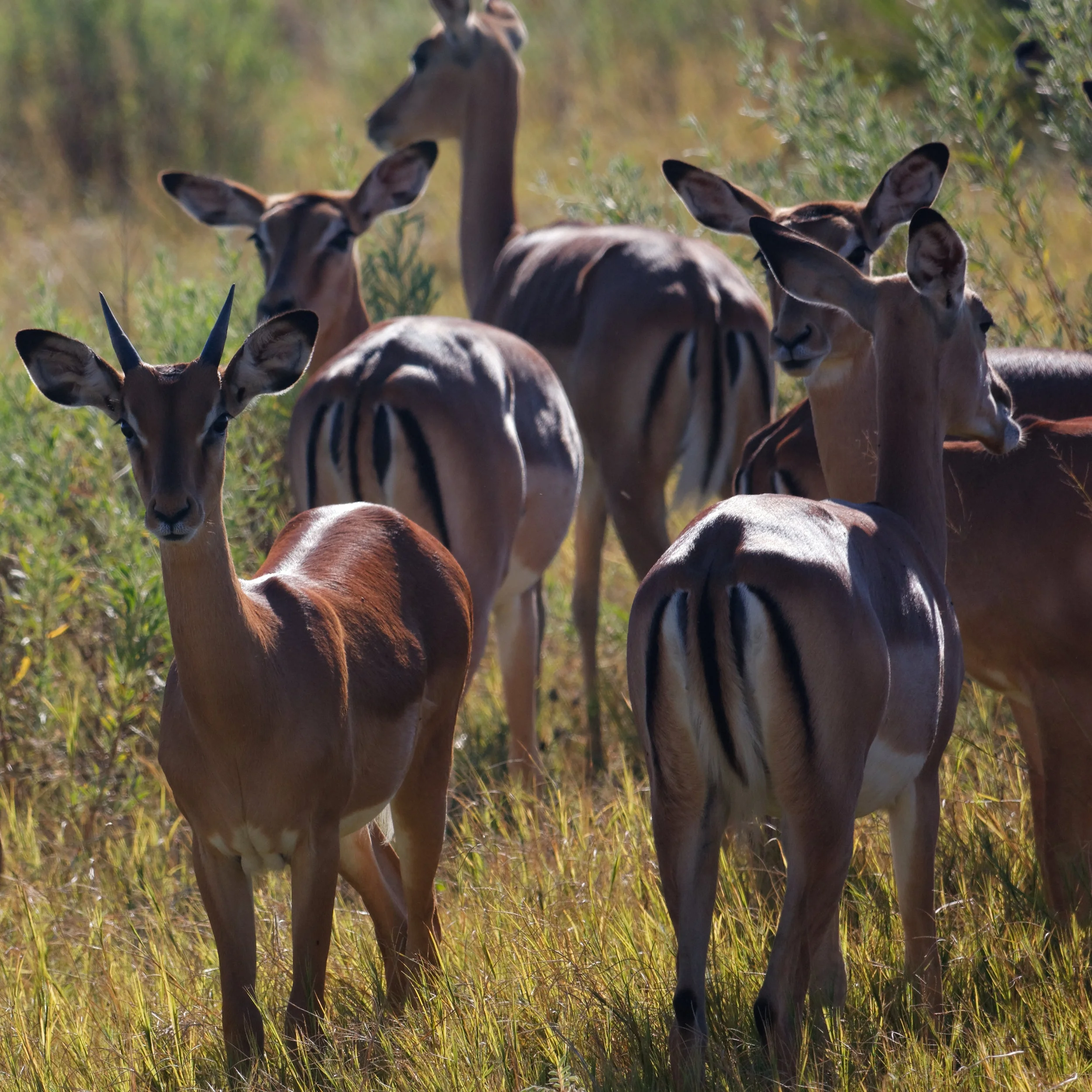 Bye Impalas! 