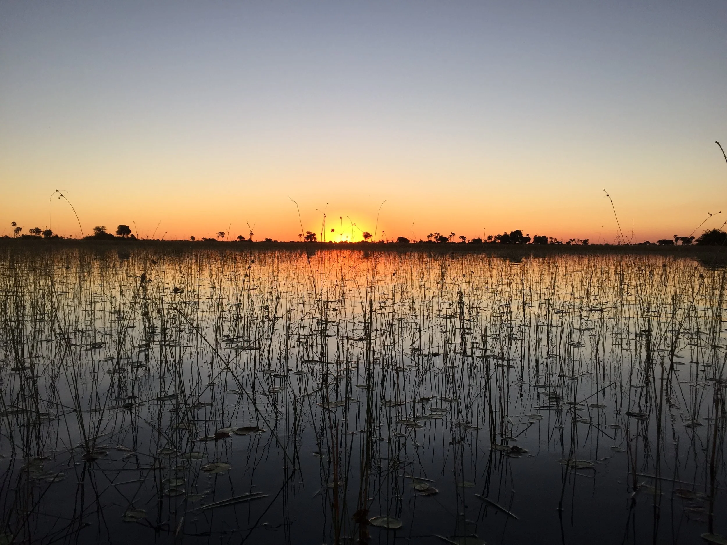 Okavango delta sunset
