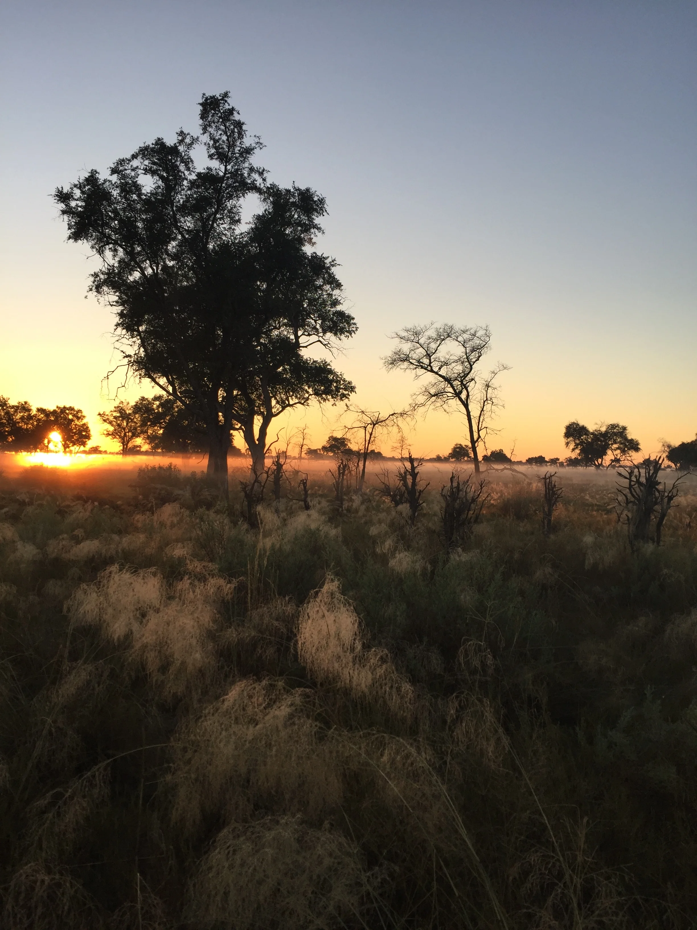 Early morning in the delta