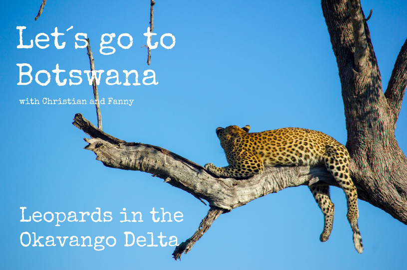 VLOG - Elephant in camp and leopards in the Okavango delta 