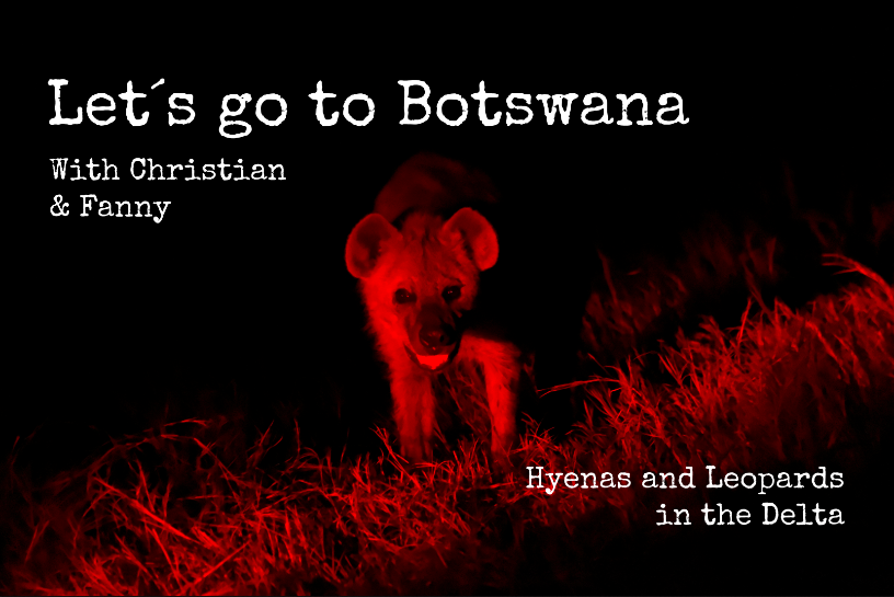 VLOG - Hyenas in the night and leopards