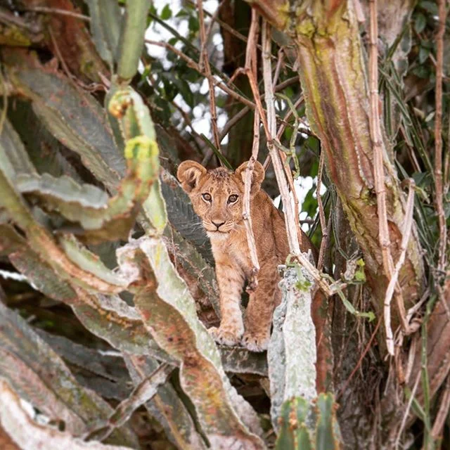 My first sighting of a lion cub 😻 there were four of them up resting in a Candelabra tree. Very well camouflaged 🕵🏽&zwj;♀️ just adorable ❤️🦁 #lion #lioncub #cub #uganda #cats #bigcat #wildlife #safari #travel #babyanimals #nature #trees #savannah