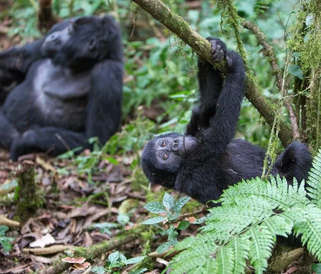 I&rsquo;ve got that Friday feeling 🦍❣️🍃 Babygorilla from Rushegura family in Buhoma sector, Bwindi Impenetrable forest 🌳 a very fluffy, playful and funny gorilla 😍 #gorilla #mountaingorilla #wildlife #travel #safari #dream #wildlifephotography #u