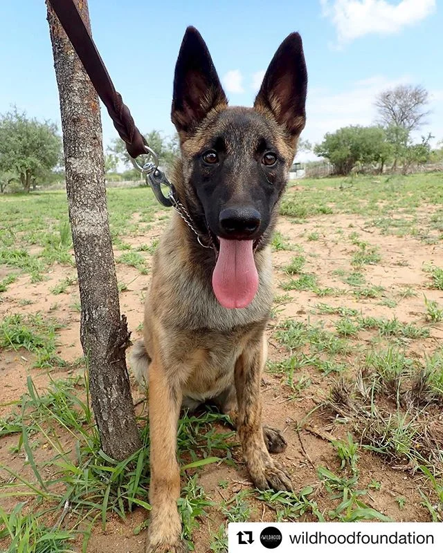 This is Zigge! 🐶💚 She&rsquo;s a real  cutie but soon every poachers nightmare! 💪🏻 #Repost @wildhoodfoundation with @get_repost
・・・
Say hello to ZIGGE, the new puppy in the anti-poaching kennel we support in South Africa! Zigge was bought with fun