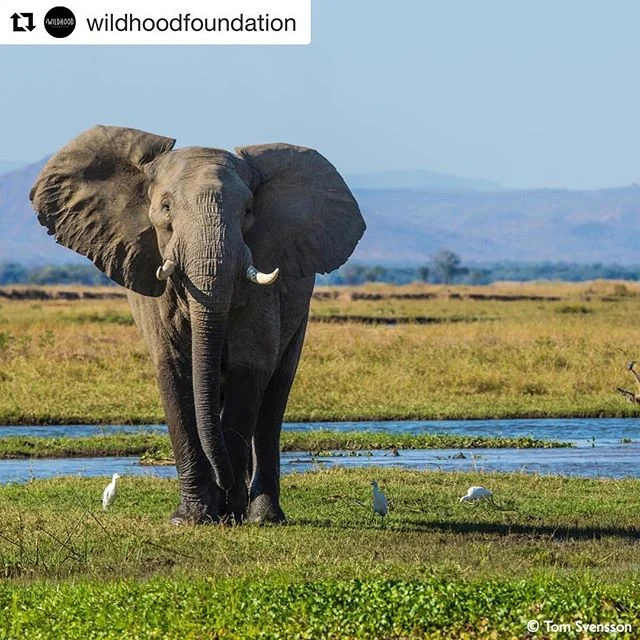 Happy world Elephant day! 🐘💚 #Repost @wildhoodfoundation with @get_repost
・・・
Today is World Elephant Day! 
This day aims to bring people from all around the world together to help elephants. An important cause as the world's elephant population ha