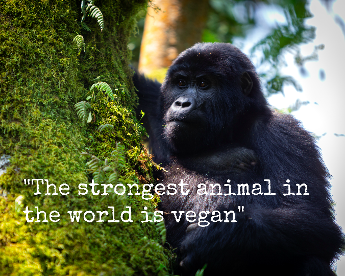 Gorilla Habituation experience, Uganda 