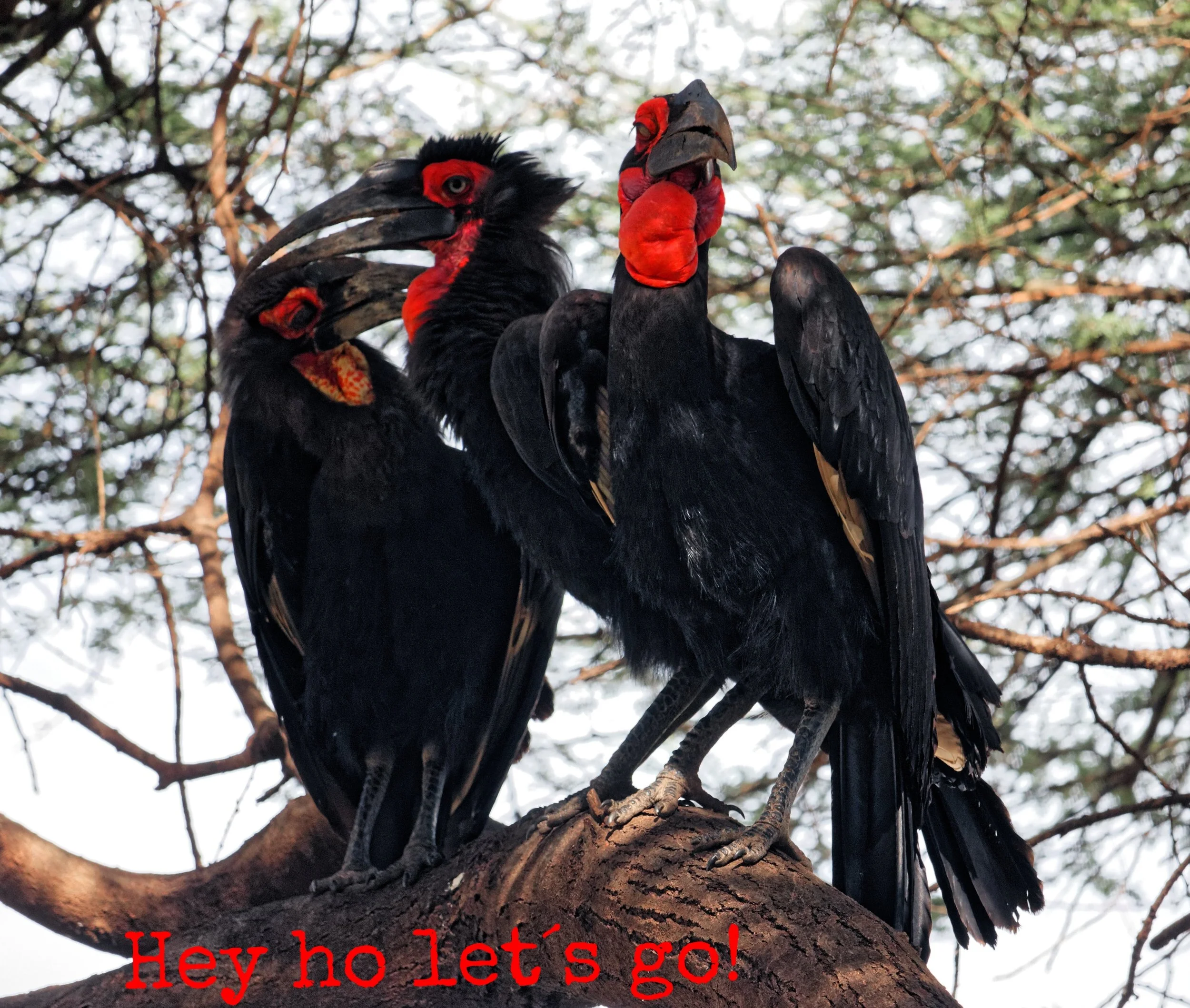 Dag 1 - Lake Manyara och nattsafari