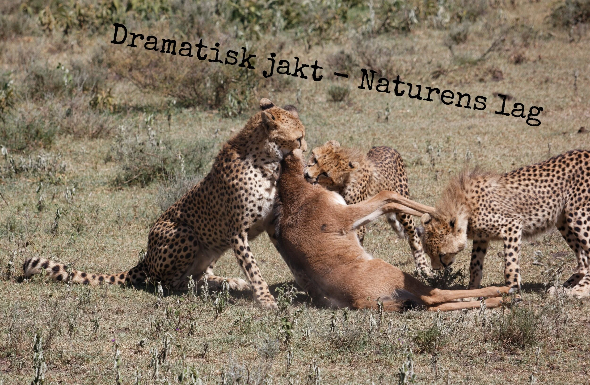 Dag 2 - Picknick med giraffer och gepardjakt