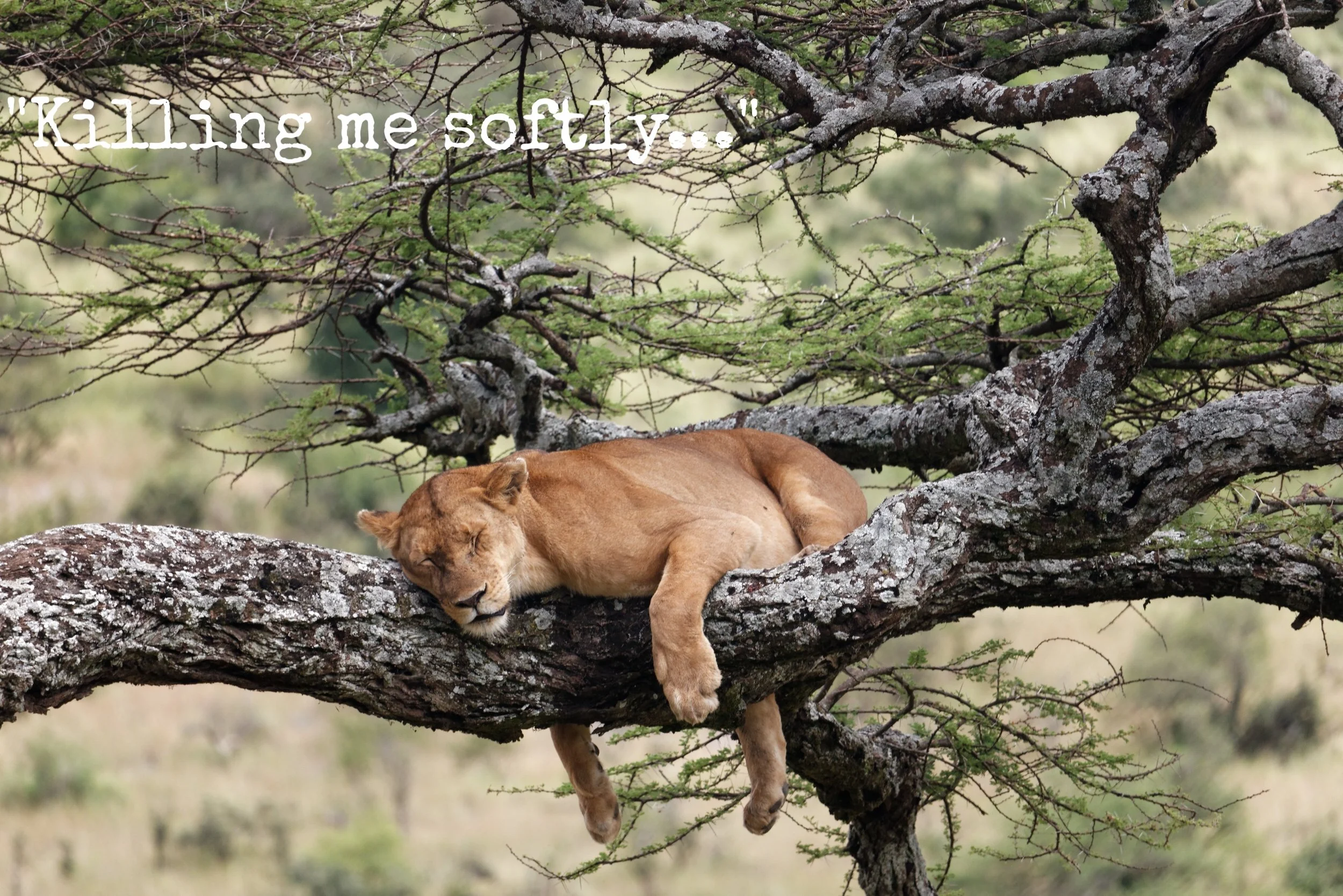 Dag 4 - Serengetis mäktiga katträd