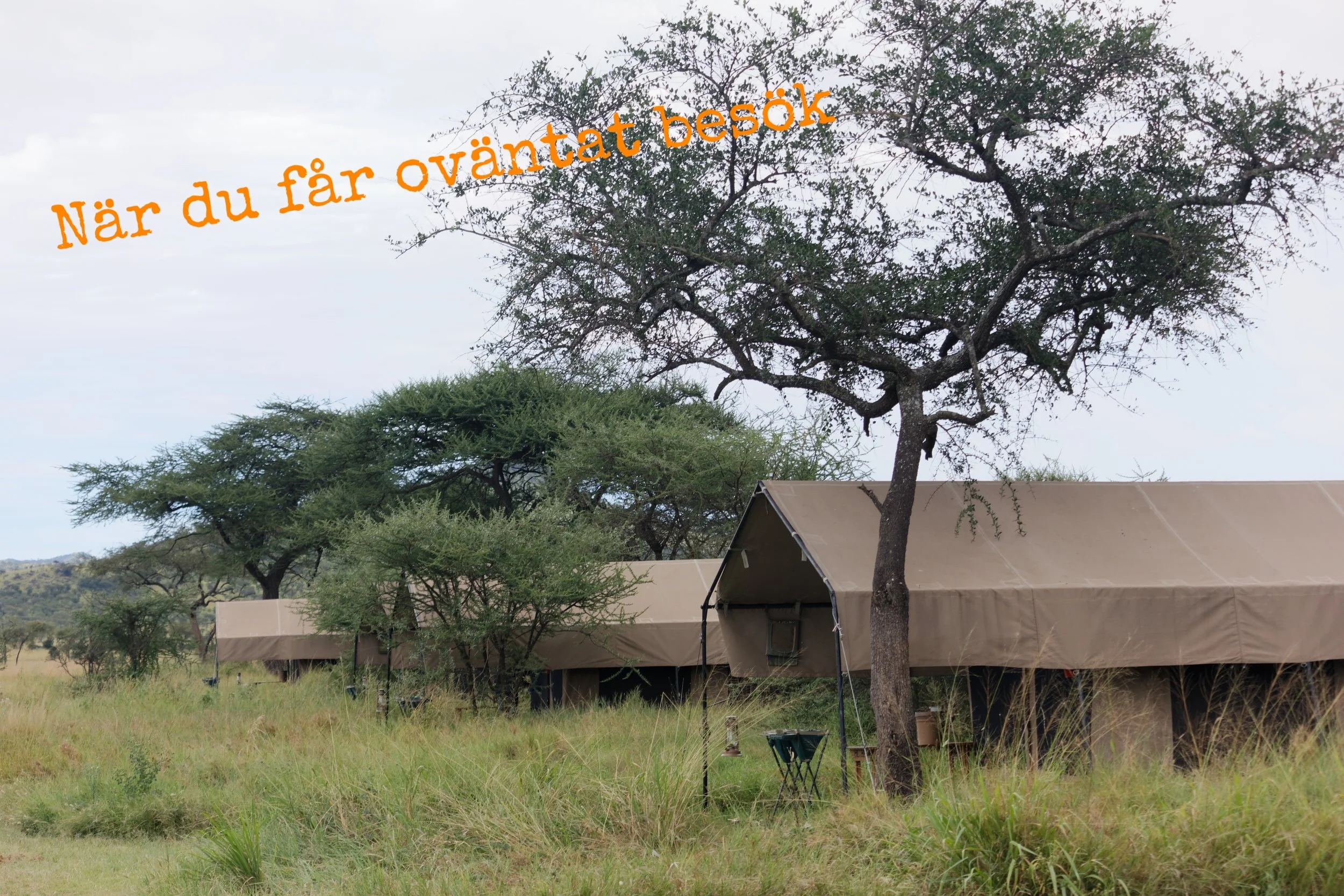 Dag 5 - Besök i natten på safari