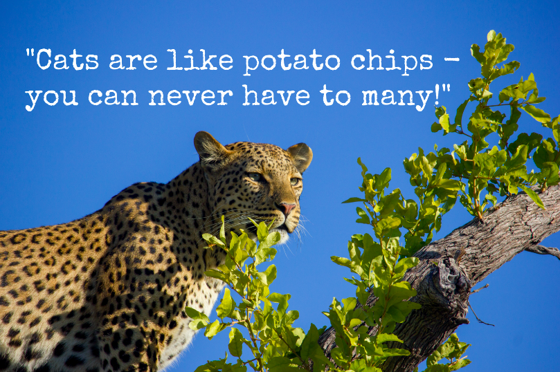 Day eight - soo many leopards in the Okavango delta