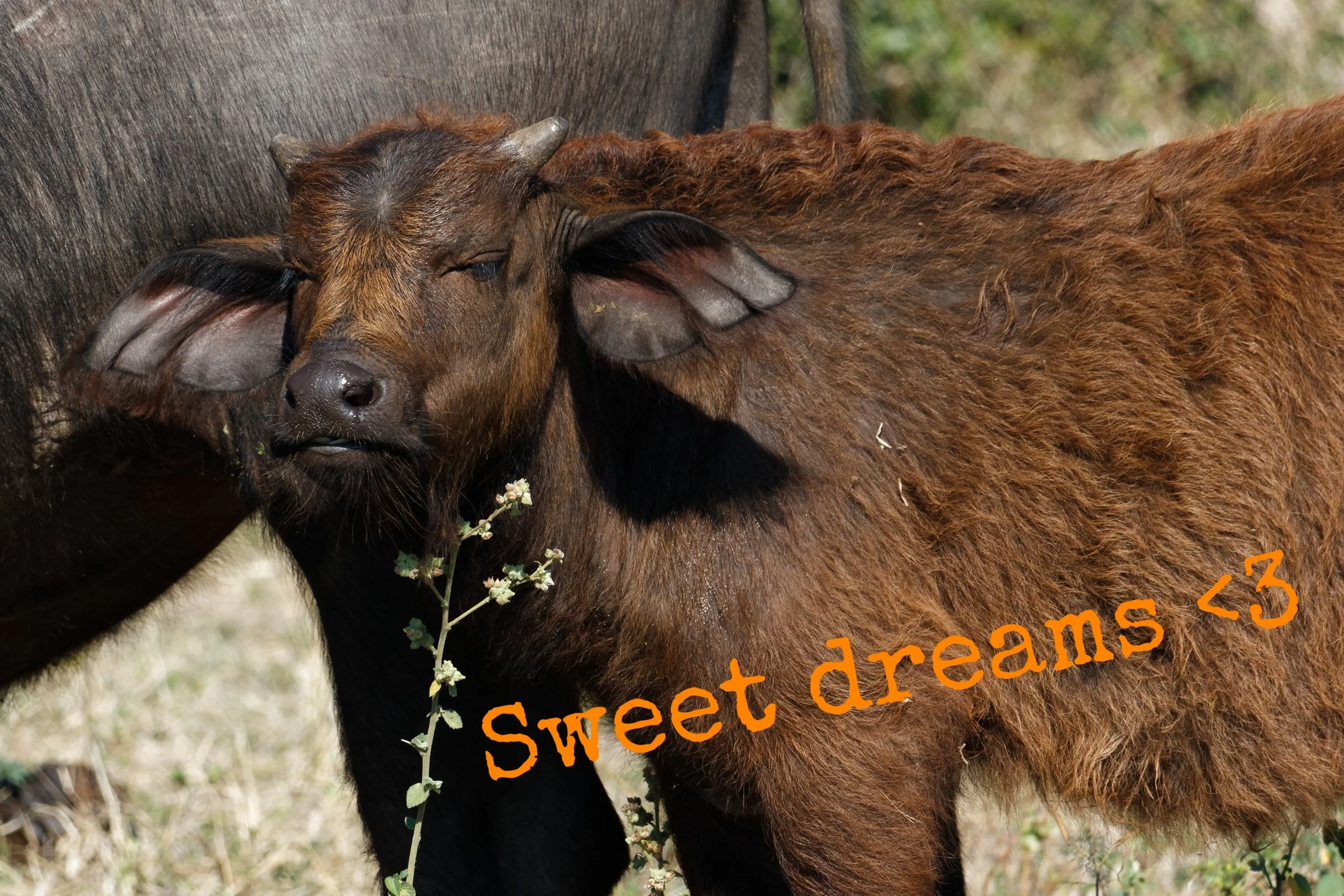 Day two - Who needs sleep on safari?