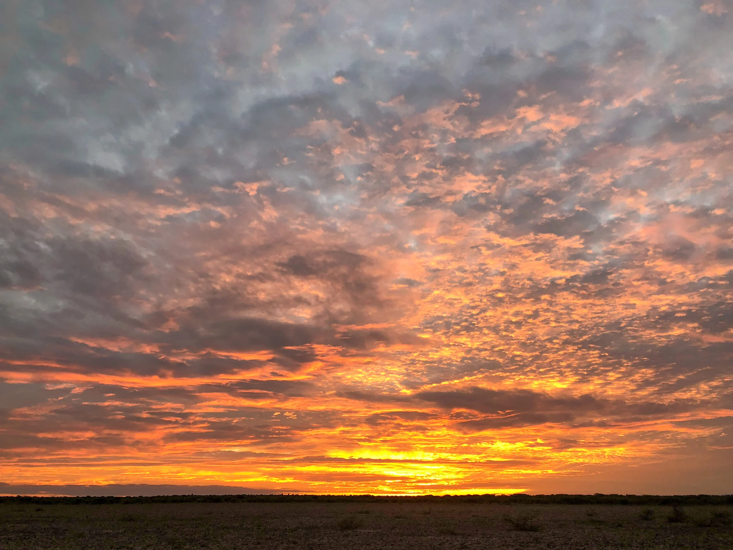 Cry of the Kalahari