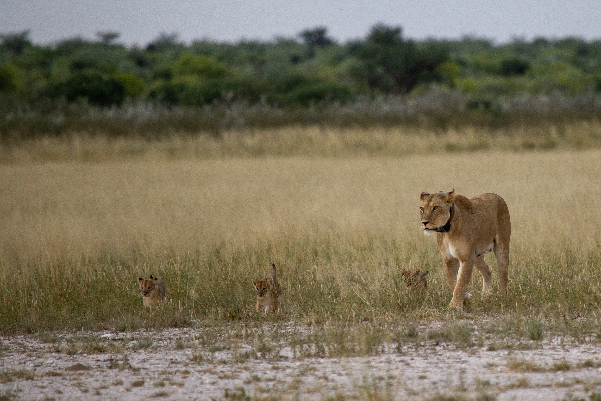 Central Kalahari Game Reserve - Khutse part 1