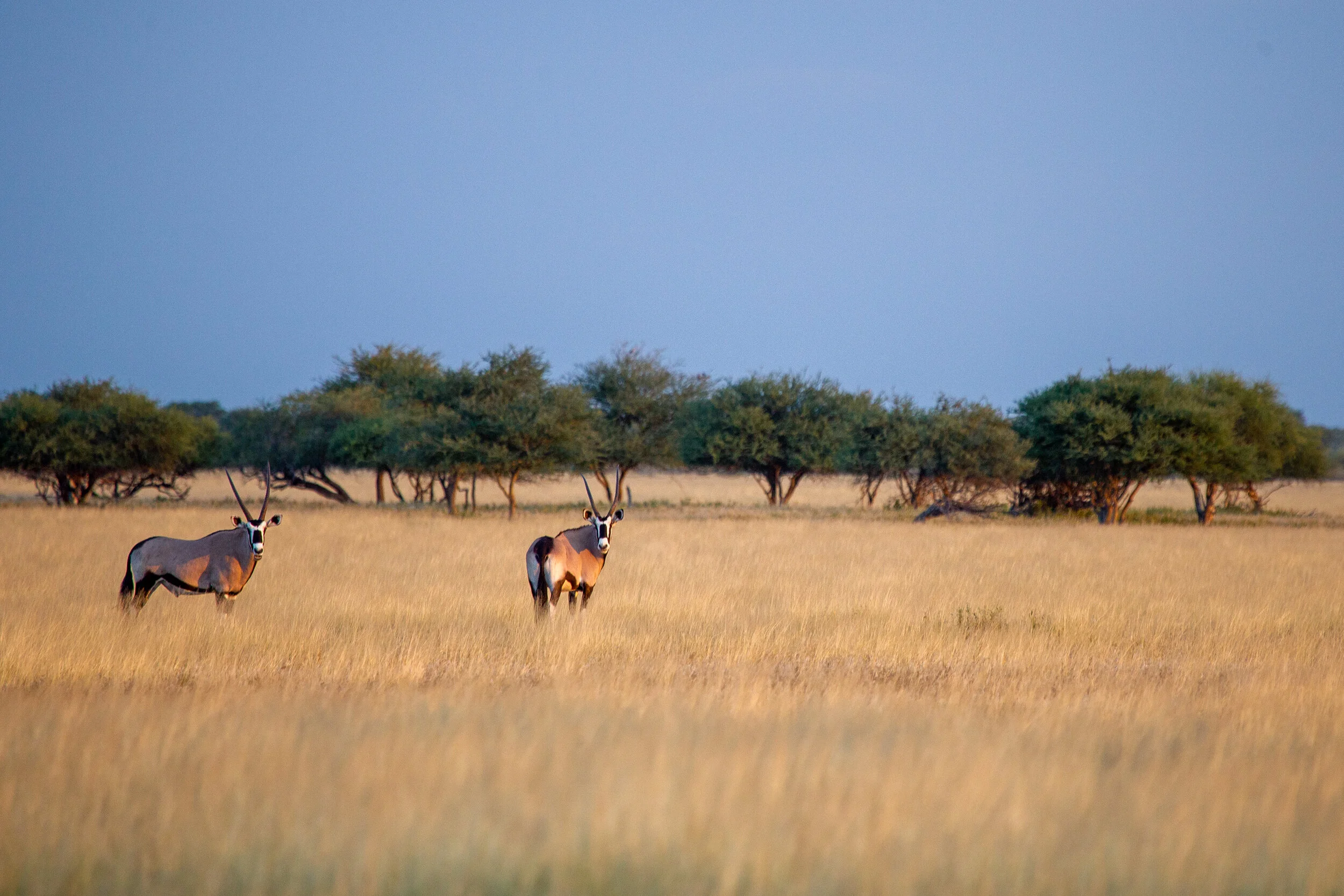 Sunsets in the Kalahari - Khutse part 2
