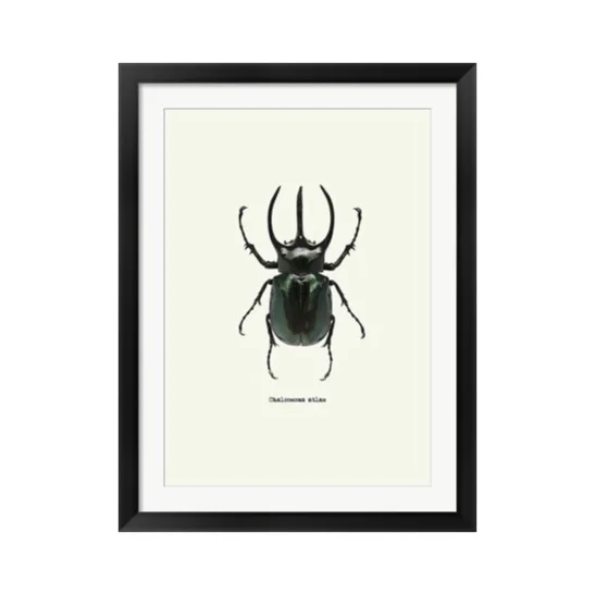 Atlas Black/Green Beetle Framed Art Print