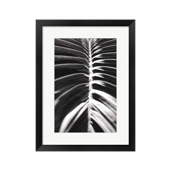 Black and White Palm Leaf Detail Framed Print