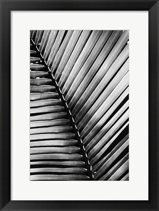 Black and White Palm Leaf Detail Framed Print