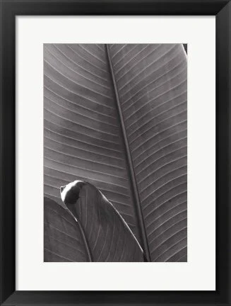 Black and White Palm Leaf Detail Framed Print