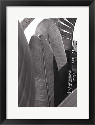 Black and White Palm Leaf Detail Framed Print