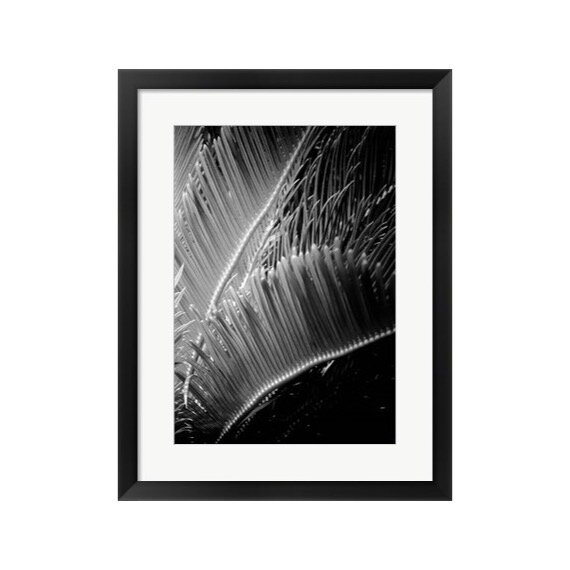 Black and White Palm Leaf Detail Framed Print
