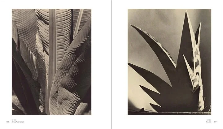 Imogen Cunningham: A Retrospective Book Page