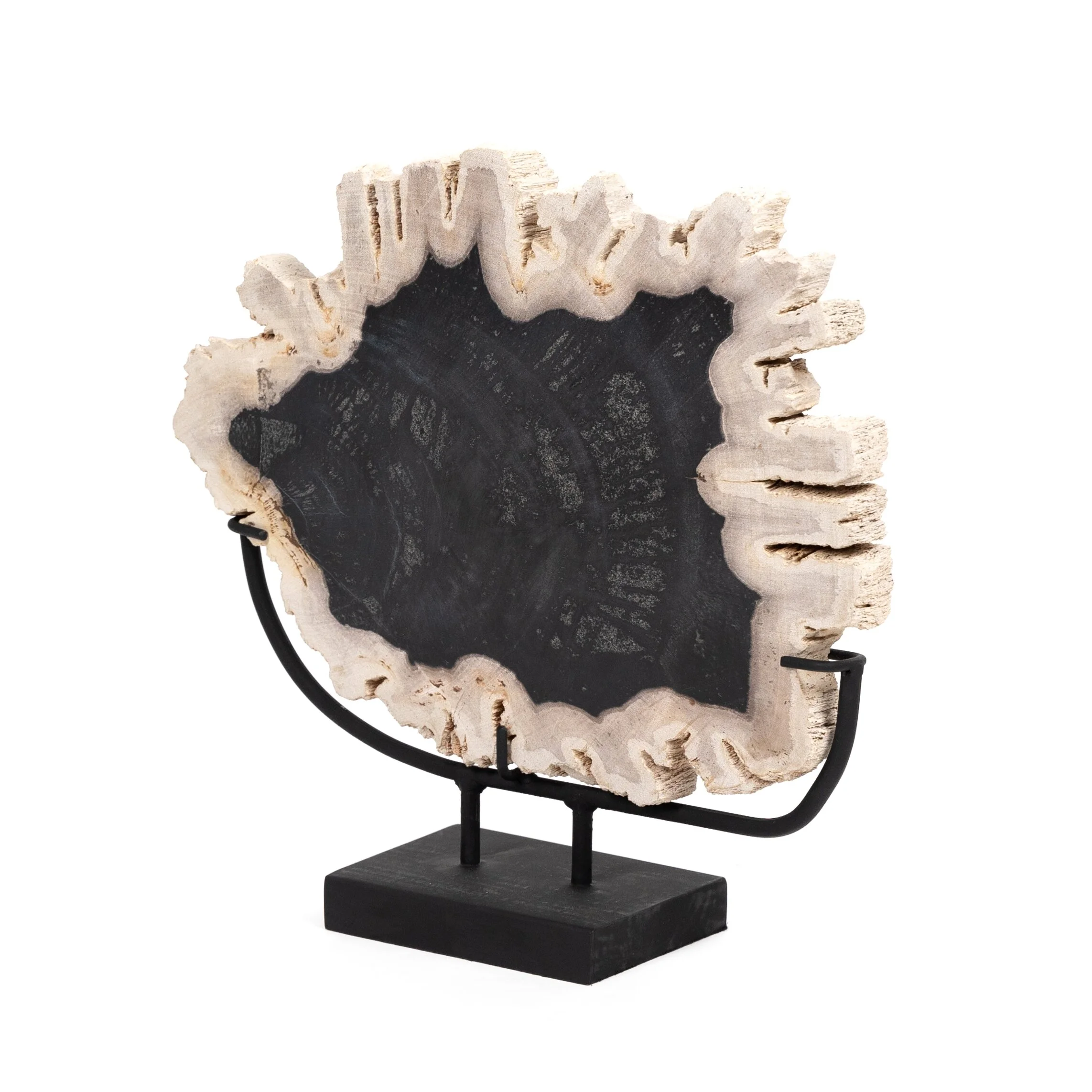 Black Ivory Petrified Wood Organic Modern Sculpture