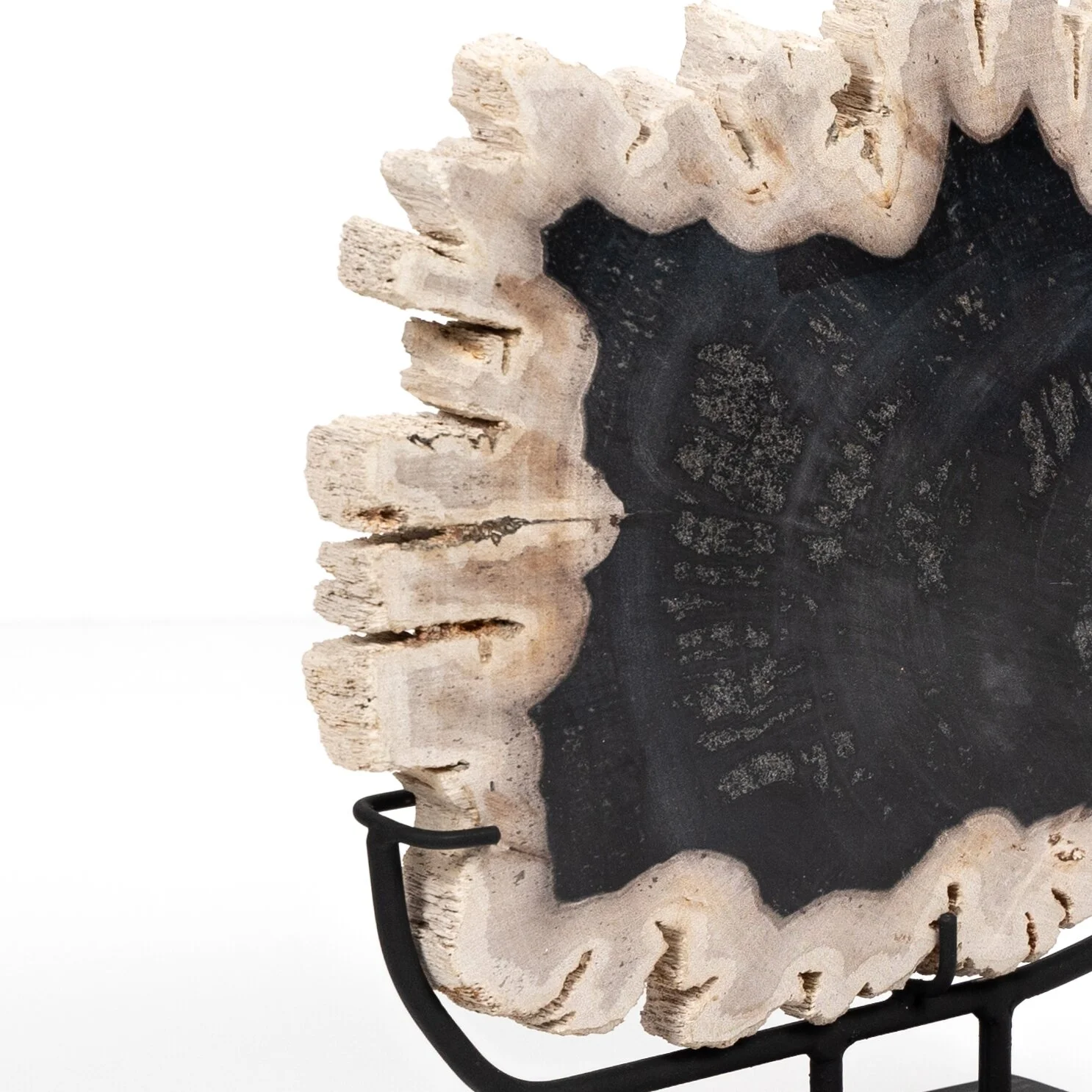 Black Ivory Petrified Wood Organic Modern Sculpture Details