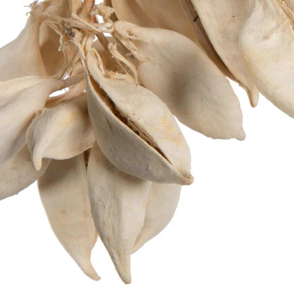 Natural Botanicals 3" Bleached Brachychiton.