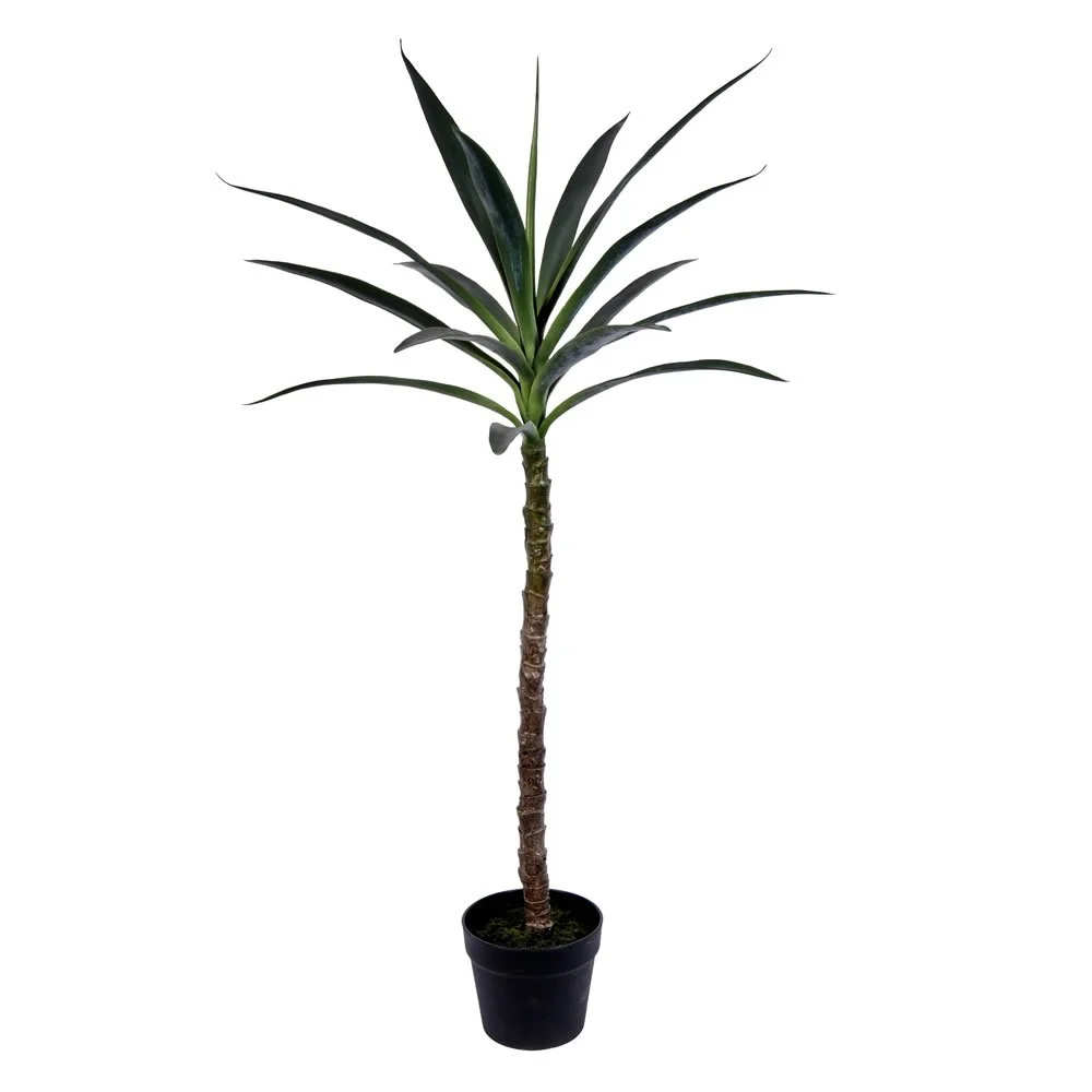 Potted Green Desert Yucca Tree