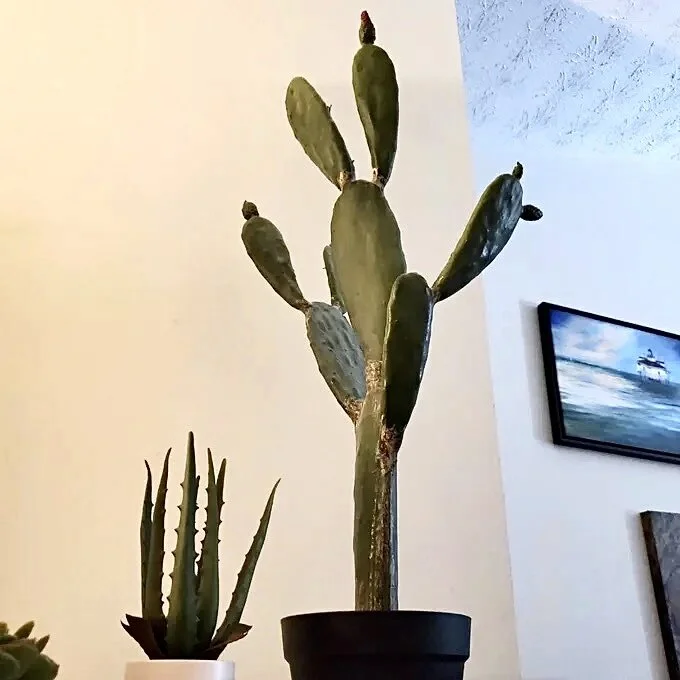 4203A90C-5E3E-4182-AF40-67011A9AAB9C