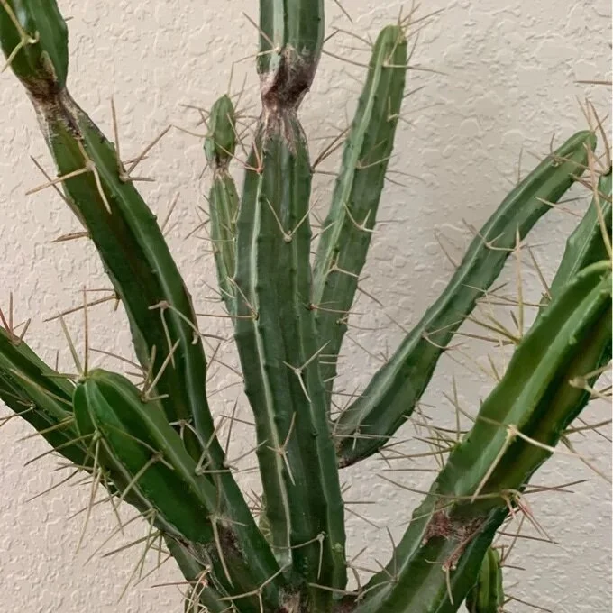 A5C2DA2B-0D8A-4291-805A-8C17040487A1