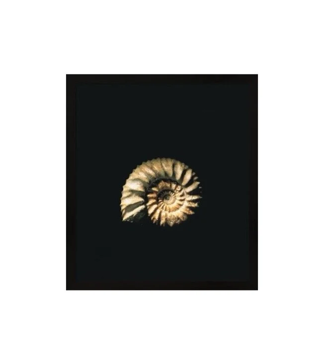 Black Framed Art Print Modern Coastal Seashell