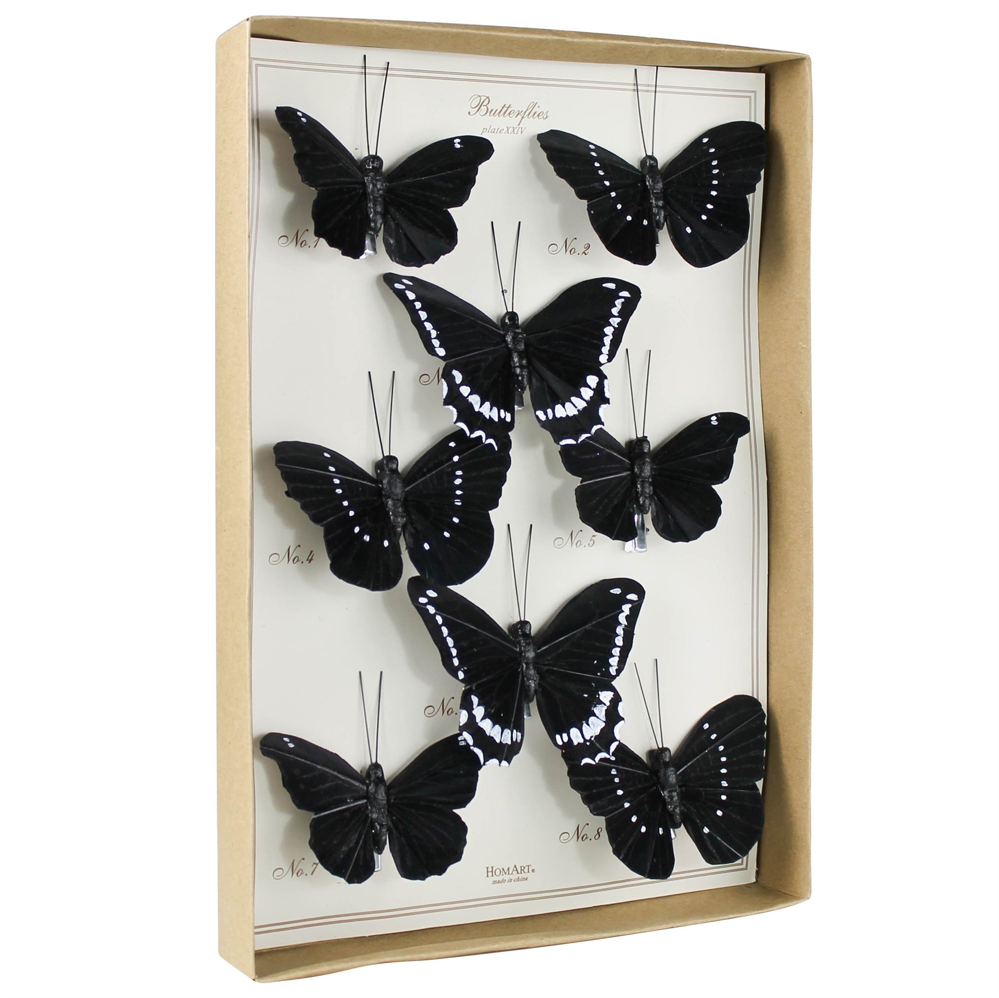 Curiosity Butterfly Specimen Collection