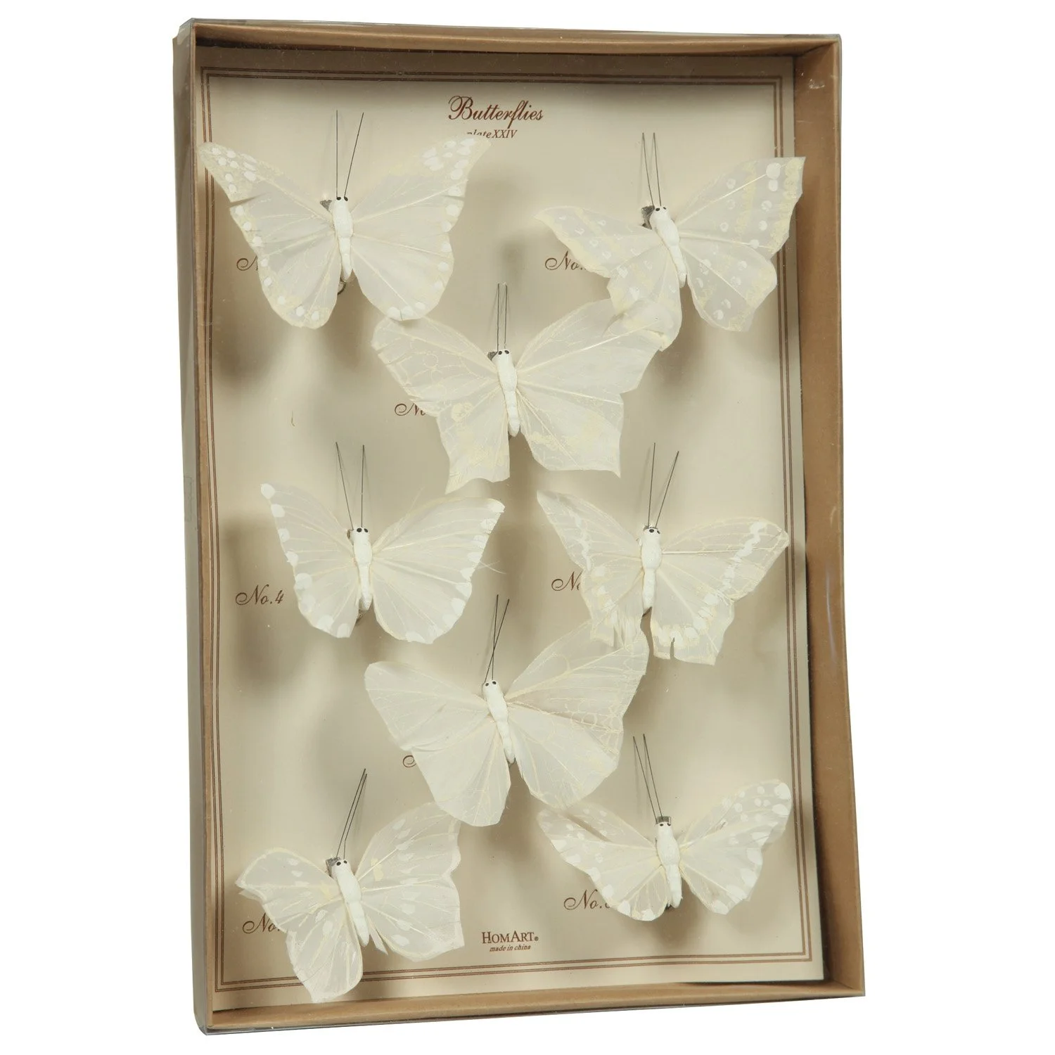 White Curiosity Butterfly Specimen Collection