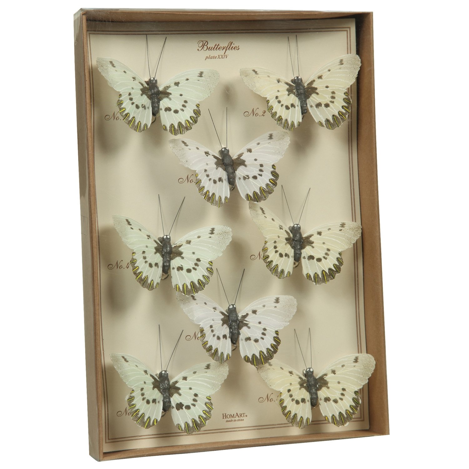 Brown and White Curiosity Butterfly Specimen Collection