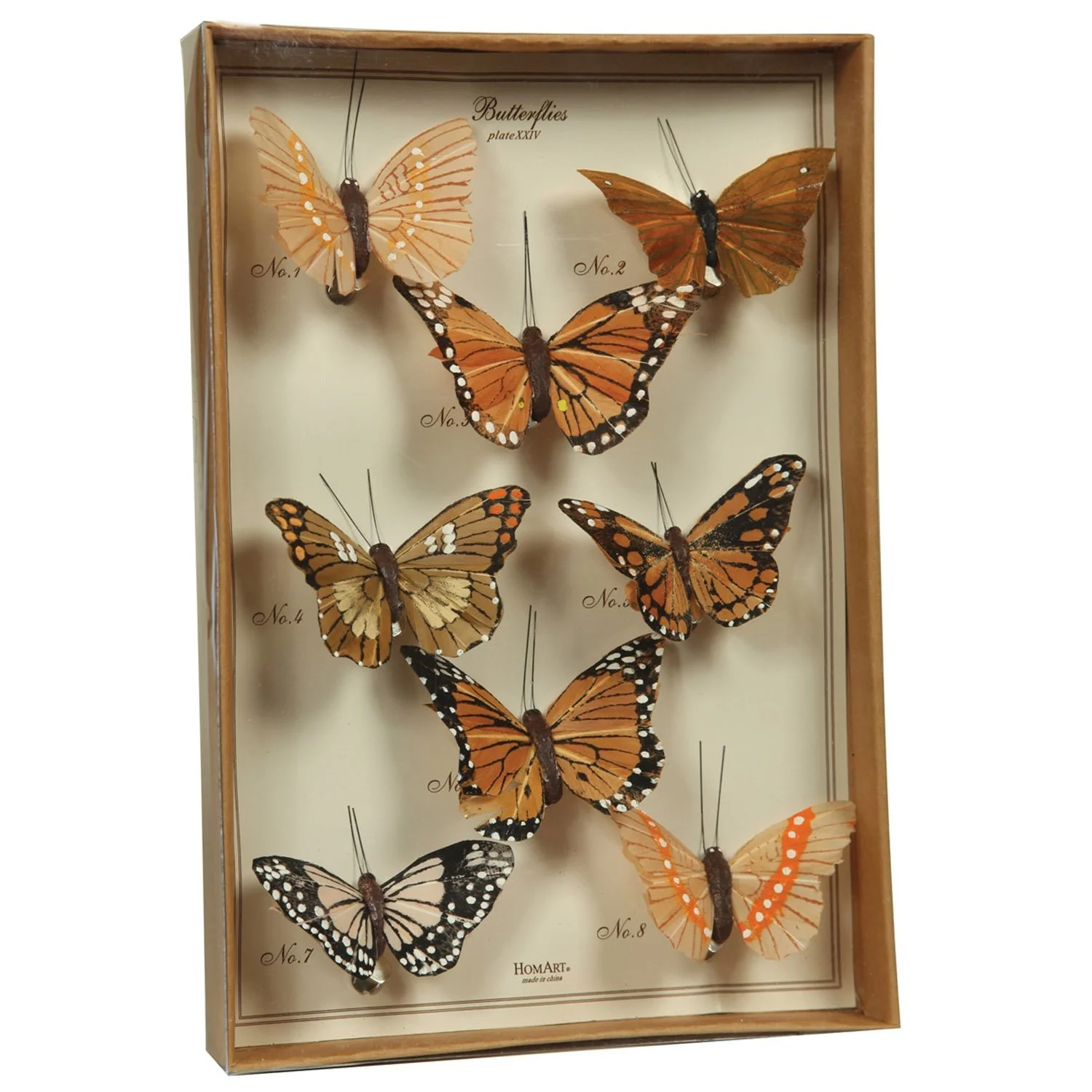 Monarch Orange Curiosity Butterfly Specimen Collection
