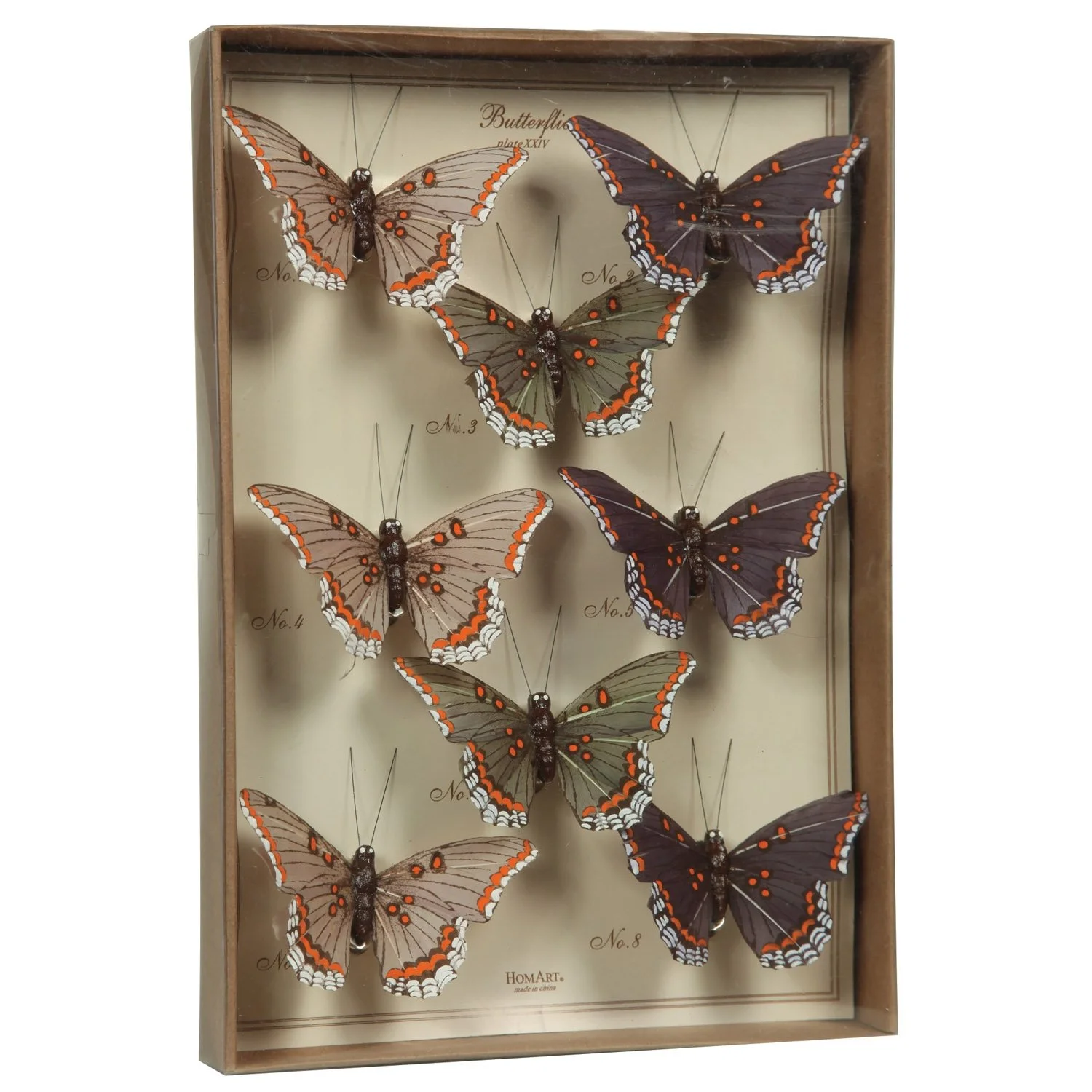 Monarch Curiosity Butterfly Specimen Collection