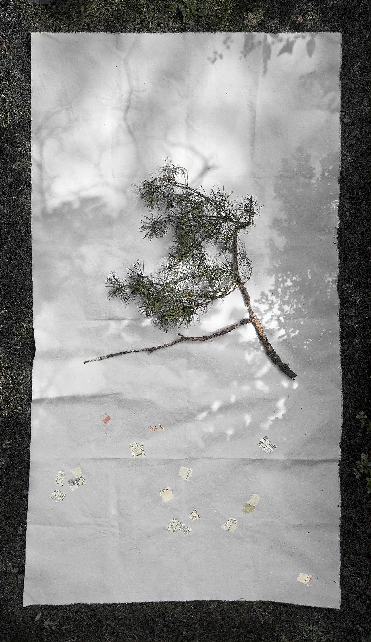 Pine